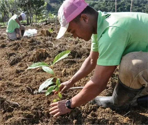 A Man Planting Trees